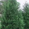 Leyland Cypress - 3 Gallon Pot