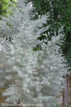 Silver Smoke Arizona Cypress - 1 Gallon Pot