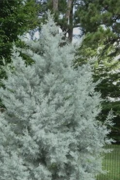 Silver Smoke Arizona Cypress - 1 Gallon Pot -Outlet The Ever Garden Store Cypress Silver Smoke 20