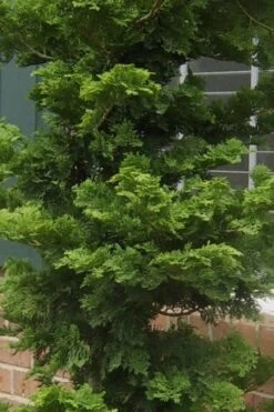 Slender Hinoki Cypress - 3 Gallon Pot (1.5-2') -Outlet The Ever Garden Store Cypress Slender Hinoki 19