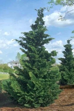 Slender Hinoki Cypress - 6 Pack Of 1 Gallon Pots -Outlet The Ever Garden Store Cypress Slender Hinoki Rev 500x750 2