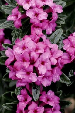 Wilhelm Schacht Daphne - 1 Gallon Pot 8 Wilhelm Schacht Daphne - 1 Gallon Pot -Outlet The Ever Garden Store Daphne Wilhelm Schacht 1