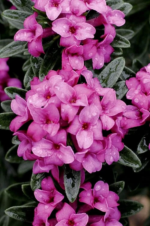 Wilhelm Schacht Daphne - 1 Gallon Pot 4 Wilhelm Schacht Daphne - 1 Gallon Pot - Image 4