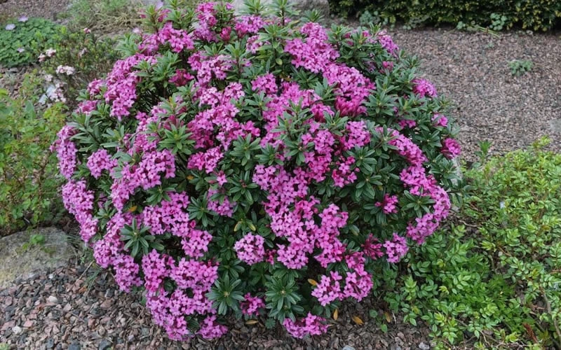 Wilhelm Schacht Daphne - 1 Gallon Pot 5 Wilhelm Schacht Daphne - 1 Gallon Pot - Image 5