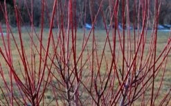 Variegated Dappled Willow Bush - Salix Integra 'Hakuro Nishiki' - 1 Gallon Pot -Outlet The Ever Garden Store Dappled Willow Tree Stems 2