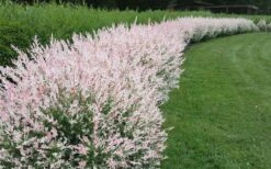 Variegated Dappled Willow Bush - Salix Integra 'Hakuro Nishiki' - 1 Gallon Pot -Outlet The Ever Garden Store Dappled Willow Variegated Shrub 5