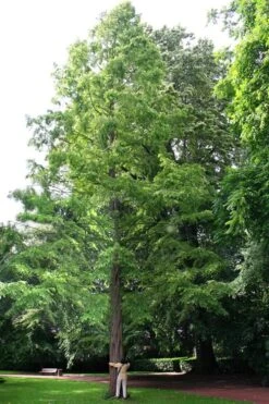 Dawn Redwood Tree (Metasequoia Glyptostroboides) - 1 Gallon Pot -Outlet The Ever Garden Store Dawn Redwood 1