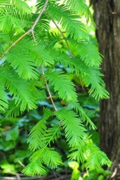 Dawn Redwood Tree (Metasequoia Glyptostroboides) - 1 Gallon Pot -Outlet The Ever Garden Store Dawn Redwood 2