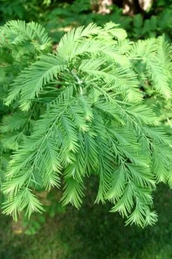 Dawn Redwood Tree (Metasequoia Glyptostroboides) - 1 Gallon Pot -Outlet The Ever Garden Store Dawn Redwood 3