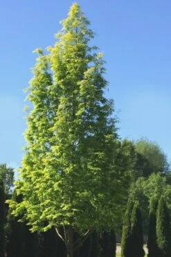 Dawn Redwood Tree (Metasequoia Glyptostroboides) - 1 Gallon Pot -Outlet The Ever Garden Store Dawn Redwood 5
