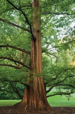 Dawn Redwood Tree (Metasequoia Glyptostroboides) - 1 Gallon Pot -Outlet The Ever Garden Store Dawn Redwood 6