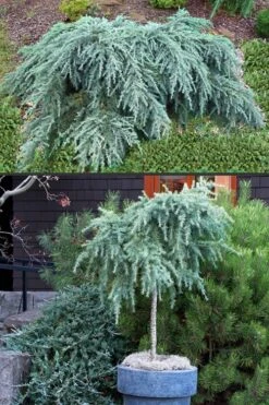 Feelin Blue Deodar Cedar (Single Trunk Tree Form) - 2 Gallon Pot -Outlet The Ever Garden Store Deodar Cedar Feelin Blue 500x750 1