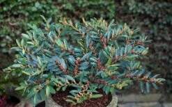 Blue Cascade Evergreen Witch Hazel (Distylium) - 3 Gallon -Outlet The Ever Garden Store Distylium Blue Cascade 10