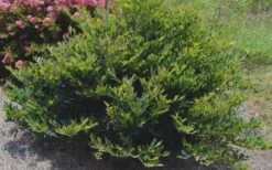 Blue Cascade Evergreen Witch Hazel (Distylium) - 3 Gallon -Outlet The Ever Garden Store Distylium Blue Cascade 4