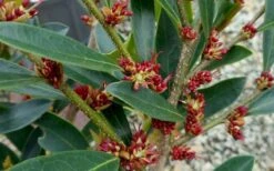 Blue Cascade Evergreen Witch Hazel (Distylium) - 3 Gallon -Outlet The Ever Garden Store Distylium Blue Cascade Flowers