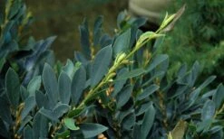 Blue Cascade Evergreen Witch Hazel (Distylium) - 3 Gallon -Outlet The Ever Garden Store Distylium Blue Cascade Foliage