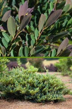 Cinnamon Girl Distylium (Evergreen Witch Hazel) - 3 Gallon Pot -Outlet The Ever Garden Store Distylium Cinnamon Girl 500x750 1