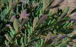 Cinnamon Girl Distylium (Evergreen Witch Hazel) - 3 Gallon Pot -Outlet The Ever Garden Store Distylium Cinnamon Girl Leaves