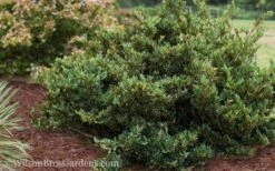 Coppertone Distylium - 3 Gallon Pot -Outlet The Ever Garden Store Distylium Coppertone 5