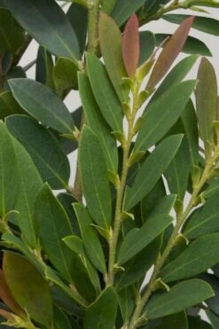 Coppertone Distylium - 3 Gallon Pot