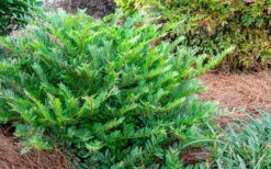 Jewel Box Distylium - 2 Gallon Pot -Outlet The Ever Garden Store Distylium Jewel Box 2