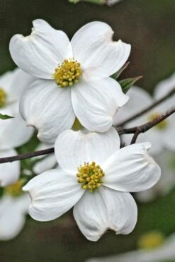 Appalachian Spring White Dogwood - 5 Gallon Pot -Outlet The Ever Garden Store Dogwood Appalachian Spring 2