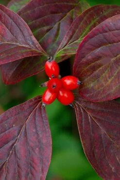 Appalachian Spring White Dogwood - 5 Gallon Pot -Outlet The Ever Garden Store Dogwood Appalachian Spring 3