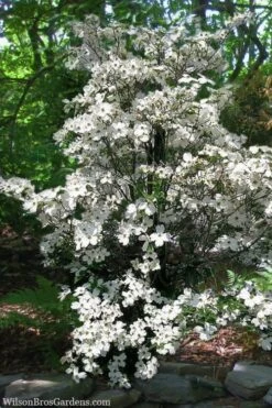 Appalachian Spring White Dogwood - 5 Gallon Pot -Outlet The Ever Garden Store Dogwood Appalachian Spring 4