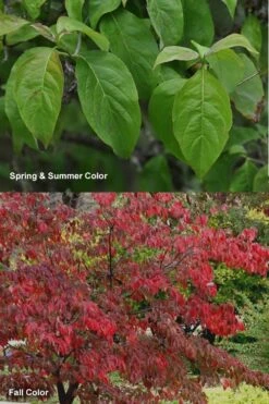 Cherokee Brave Red Dogwood Tree - Cornus Florida - 3 Gallon Pot -Outlet The Ever Garden Store Dogwood Cherokee Chief 7