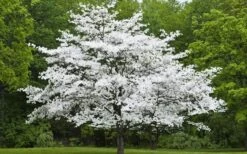 Jean's Appalachian Snow White Dogwood Tree - 7 Gallon Pot (5-6') -Outlet The Ever Garden Store Dogwood Cherokee Princess 50