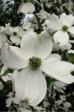 Jean's Appalachian Snow White Dogwood Tree - 7 Gallon Pot (5-6') -Outlet The Ever Garden Store Dogwood Cherokee Princess 500x750 1