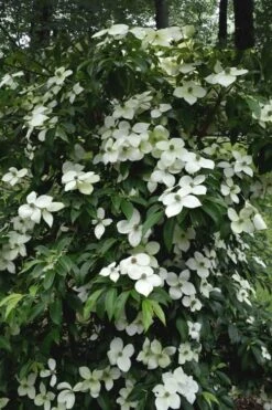 Empress Of China Dogwood - 5 Gallon Pot -Outlet The Ever Garden Store Dogwood Empress Of China 35