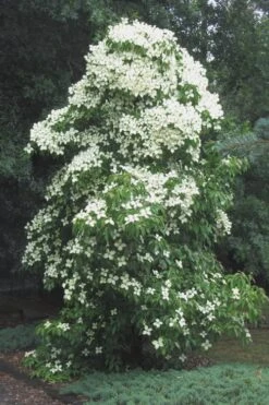 Empress Of China Dogwood - 5 Gallon Pot -Outlet The Ever Garden Store Dogwood Empress Of China 51