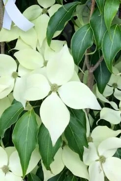 Greensleeves Dogwood - Cornus Kousa - 5 Gallon Pot -Outlet The Ever Garden Store Dogwood GreenSleeves 12