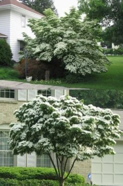 Greensleeves Dogwood - Cornus Kousa - 5 Gallon Pot -Outlet The Ever Garden Store Dogwood GreenSleeves 14