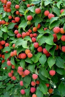 Greensleeves Dogwood - Cornus Kousa - 5 Gallon Pot -Outlet The Ever Garden Store Dogwood GreenSleeves Berries 10