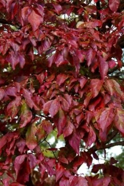 Greensleeves Dogwood - Cornus Kousa - 5 Gallon Pot -Outlet The Ever Garden Store Dogwood GreenSleeves Leaves 10