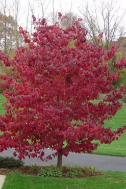 Pink Dogwood Tree (Cornus Florida 'Rubra) - 2 Gallon Pot -Outlet The Ever Garden Store Dogwood Pink 12 1