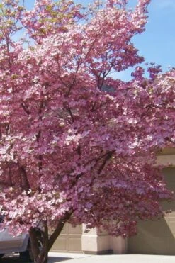 Pink Dogwood Tree (Cornus Florida 'Rubra) - 2 Gallon Pot -Outlet The Ever Garden Store Dogwood Pink 13 1
