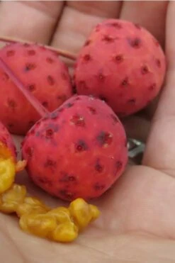 Scarlet Fire Dogwood - Cornus Kousa - 7 Gallon Pot (5-6') 15 Scarlet Fire Dogwood - Cornus Kousa - 7 Gallon Pot (5-6') -Outlet The Ever Garden Store Dogwood Scarlet Fire 10