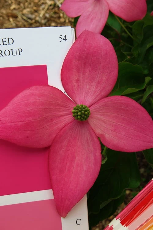 Scarlet Fire Dogwood - Cornus Kousa - 7 Gallon Pot (5-6') 1 Scarlet Fire Dogwood - Cornus Kousa - 7 Gallon Pot (5-6')