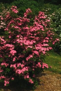 Scarlet Fire Dogwood - Cornus Kousa - 5 Gallon Pot -Outlet The Ever Garden Store Dogwood Scarlet Fire 12 1
