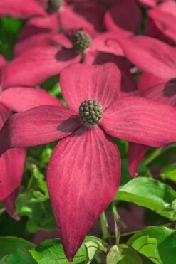 Scarlet Fire Dogwood - Cornus Kousa - 5 Gallon Pot -Outlet The Ever Garden Store Dogwood Scarlet Fire 13 1