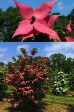 Scarlet Fire Dogwood - Cornus Kousa - 5 Gallon Pot -Outlet The Ever Garden Store Dogwood Scarlet Fire 4 1