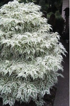 Summer Fun Variegated Dogwood - Cornus Kousa - 5 Gallon Pot (3-4') -Outlet The Ever Garden Store Dogwood Summer Fun 1