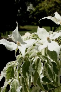 Summer Fun Variegated Dogwood - Cornus Kousa - 5 Gallon Pot (3-4') -Outlet The Ever Garden Store Dogwood Summer Fun 4