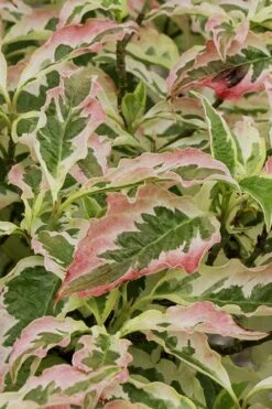 Summer Fun Variegated Dogwood - Cornus Kousa - 5 Gallon Pot (3-4') -Outlet The Ever Garden Store Dogwood Summer Fun 6