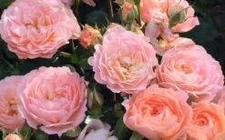 Apricot Drift Dwarf Rose - 3 Gallon Pot -Outlet The Ever Garden Store Drift Rose Apricot 2