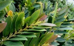 Coppertone Distylium - 3 Gallon Pot -Outlet The Ever Garden Store Dystilium Coppertone