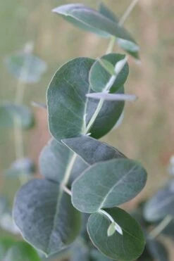 Big O Cold Hardy Eucalyptus Tree (Eucalyptus Neglecta) - 1 Gallon Pot -Outlet The Ever Garden Store Eucalyptus Big O 3 500x750 1